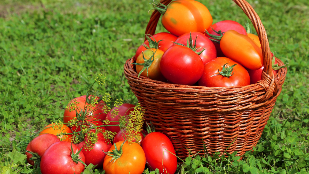 Жителей Брянщины пригласили принять участие в конкурсе «Наш чудесный урожай»