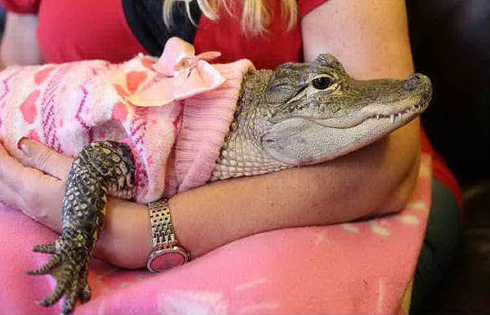 Животные, запрещенные к содержанию