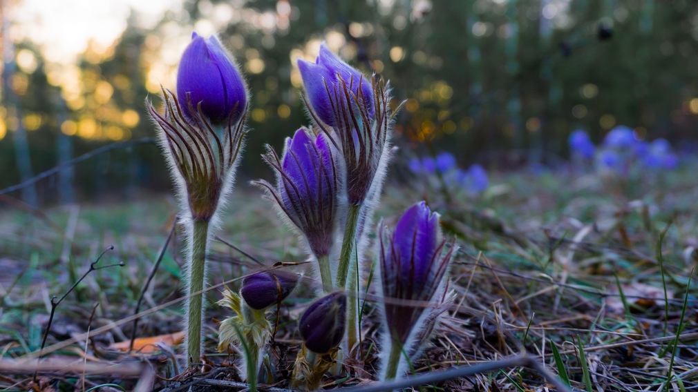 Брянские натуралисты победили в необычных соревнованиях