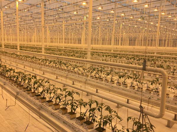 Министр сельского хозяйства участвовал в открытии Журиничского тепличного комбината