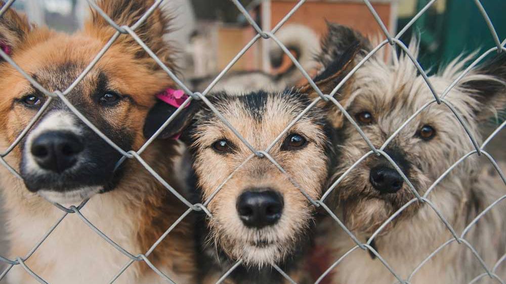 В Брянске реализуется проект постройки приюта для бездомных животных