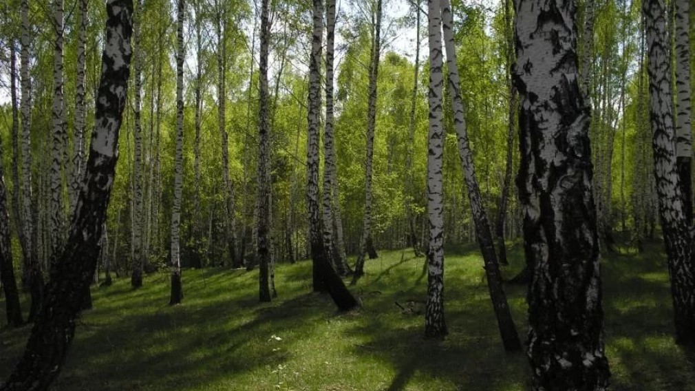 Брянскому Управлению лесами —  75 лет