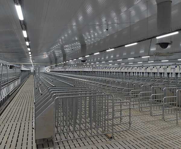 В Жирятинском районе Брянской области откроется огромный свинокомплекс