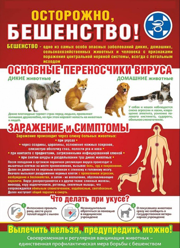 Профилактика бешенства у животных