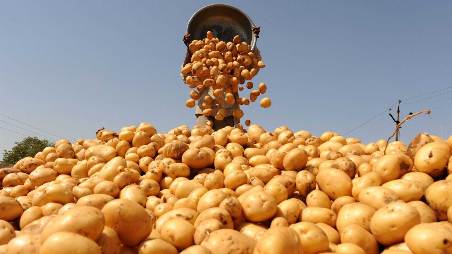 Экспорт брянского картофеля увеличился в шесть  раз