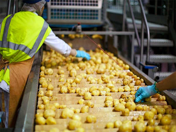 В Новозыбковском районе Брянской области появится завод по переработке картофеля