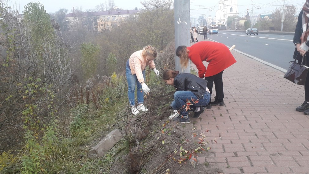Живая изгородь разрастается в центре Брянска в рамках экологической акции