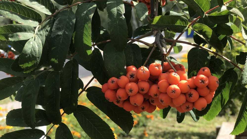 По прогнозам синоптиков, в ноябре на Брянщине будет теплее обычного