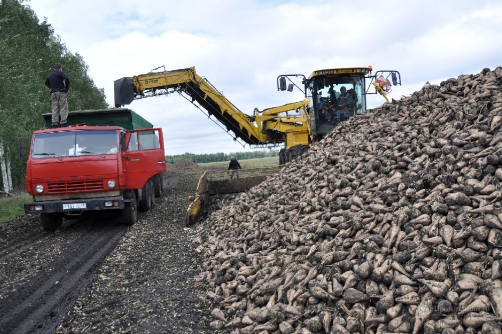В Комаричском районе Брянщины получен неплохой урожай сахарной свеклы