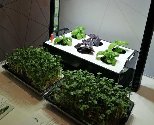 Брянская микрозелень покорила Санкт-Петербург