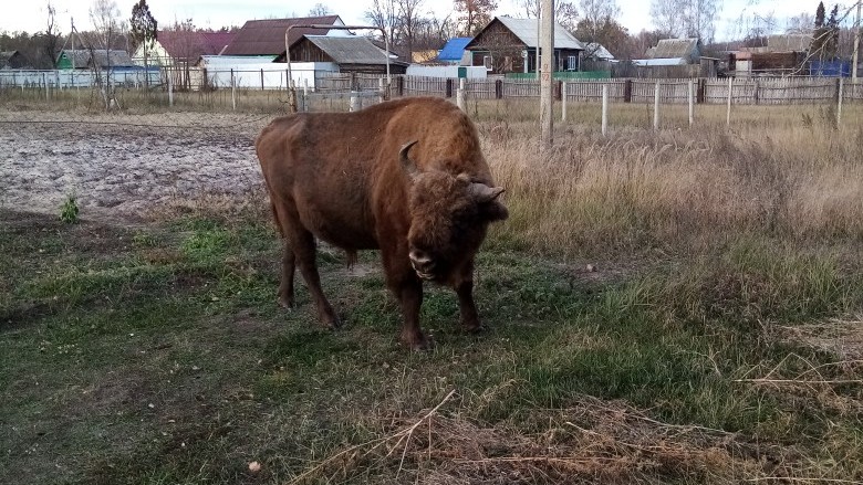 В Суземском районе  Брянщины ведется фотоохота на диких животных