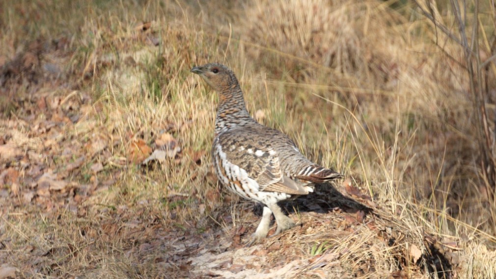 В заповеднике «Брянский лес» отмечается небывалый рост популяции глухарей