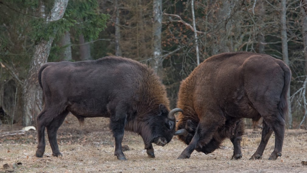 Заповедник «Брянский лес» отмечает 103-ю годовщину профессионального праздника