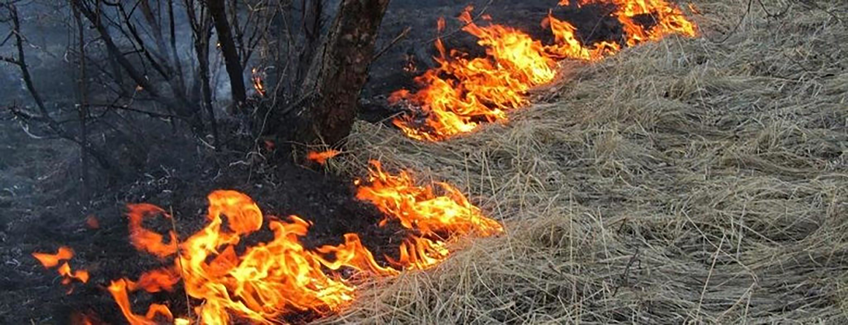 Сжигание сухой травы и мусора запрещено