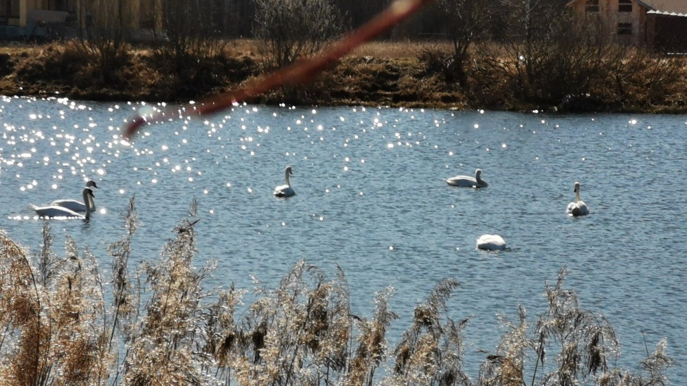 В брянскую Антоновку прилетела стая белых лебедей