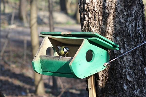 Местные жители возле Брянского камвольного комбината построили «птичий городок»