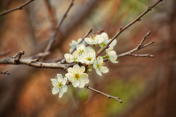 В Брянске потеплеет до плюс четырнадцати