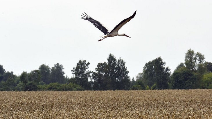 В прошлом году объем экспорта брянской сельхозпродукции вырос до 121 млн. долларов