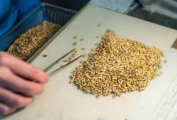 Брянский Россельхозцентр заканчивает проверку качества семян для весеннего сева