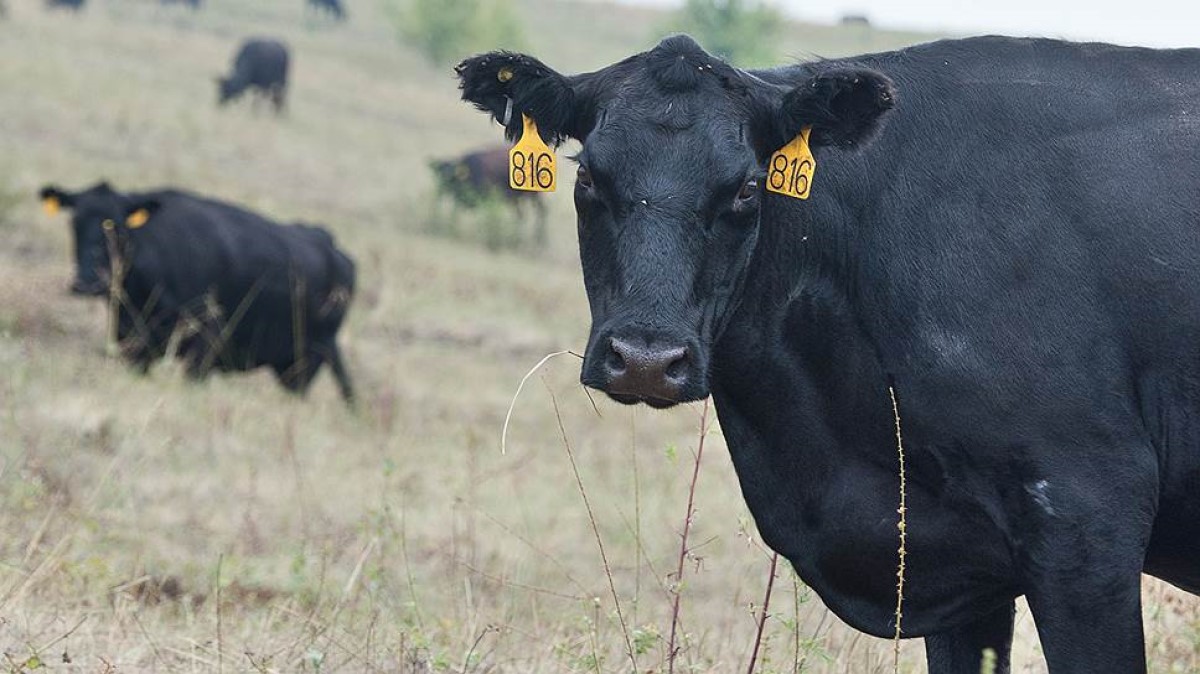 Минсельхоз уверен в брянском аграрном секторе