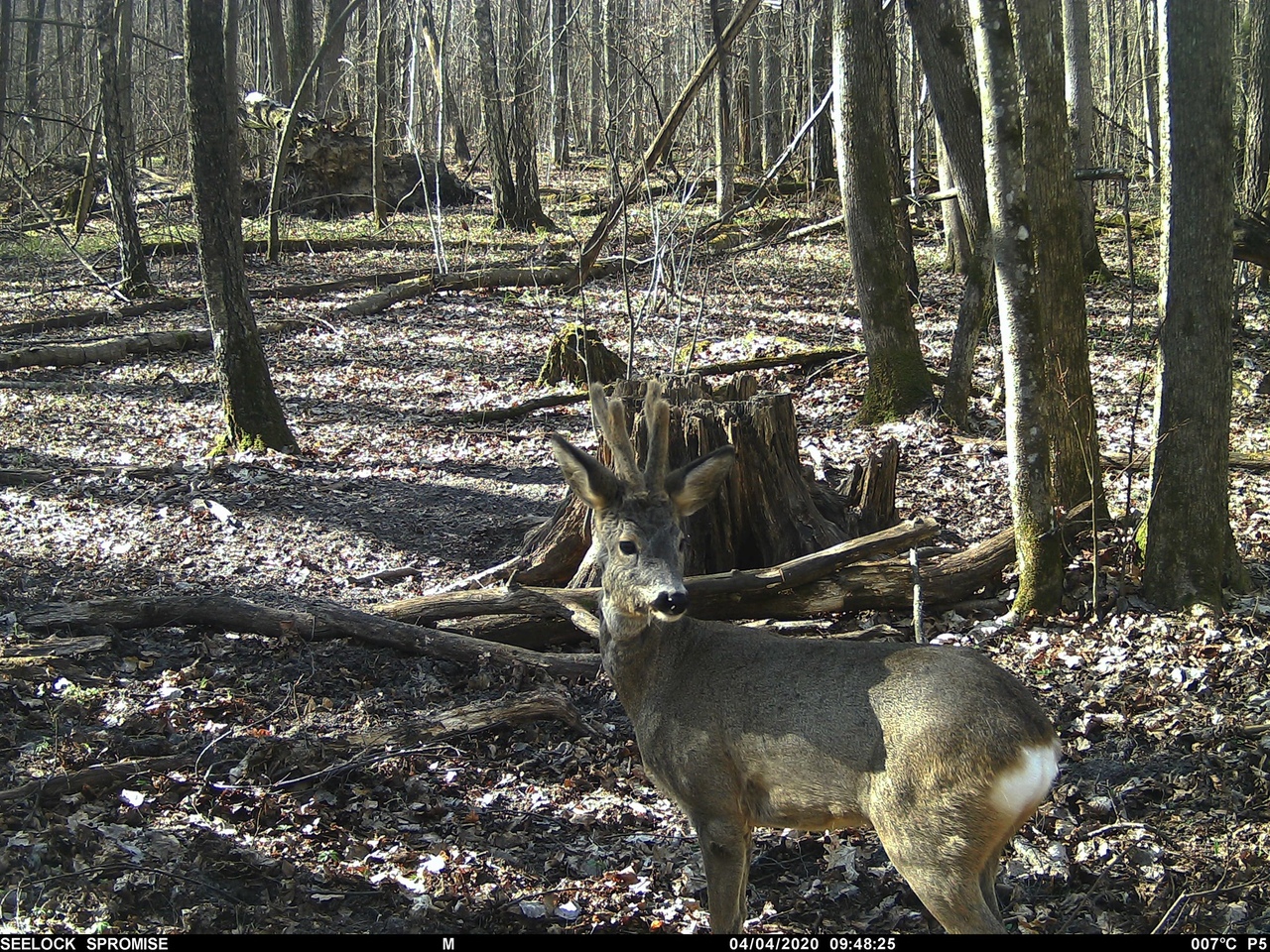 Рыси и олень попали в фотоловушку Елены Ситниковой в заповеднике «Брянский лес»