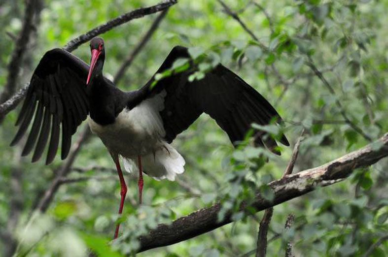 В Брянский лес вернулись черные аисты