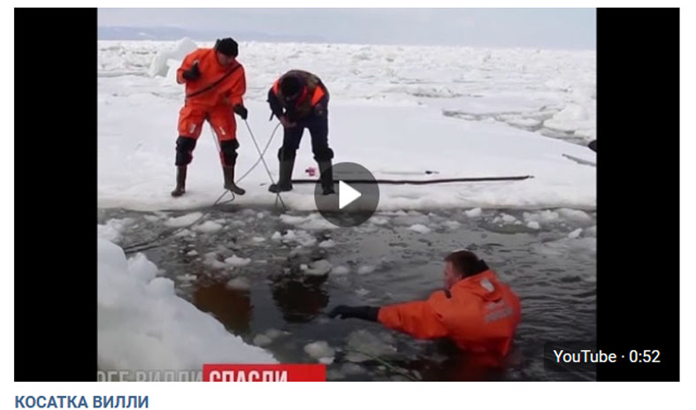 Спасение косатки Вилли