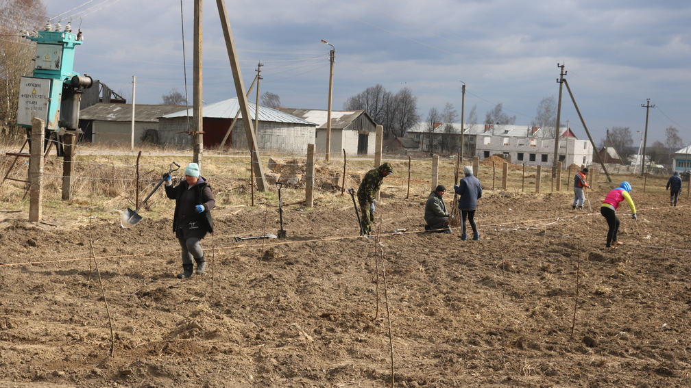 В брянском Рогнедино посадили на окраине фруктовый сад в 1 га