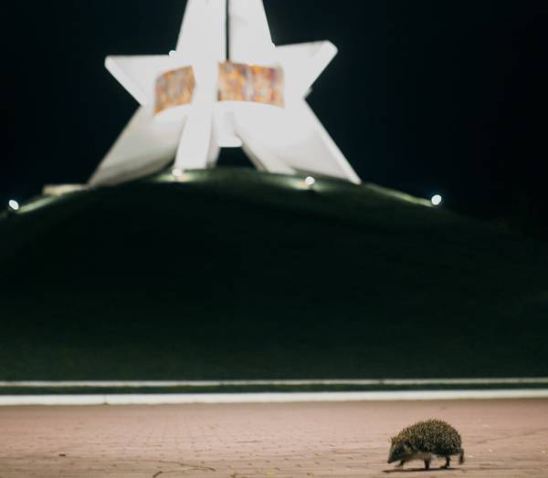 В Брянске на опустевшем Кургане Бессмертия сняли на фото ежика