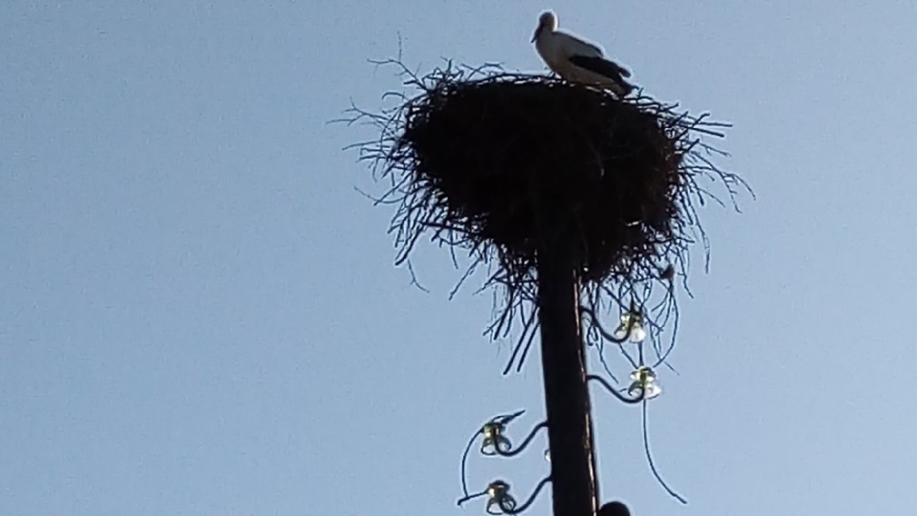 В брянский поселок Климово прилетели  аисты