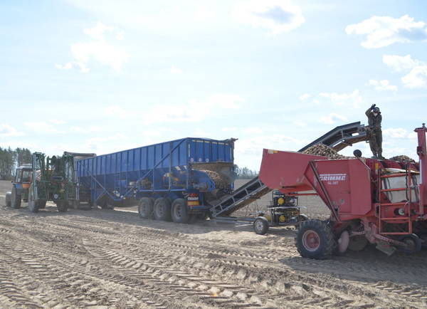 В брянском  Климове картофельная компания увеличивает посевные площади  