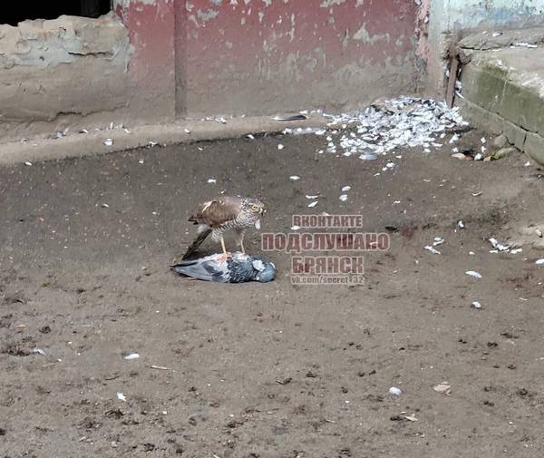 В опустевшем из-за коронавируса Брянске заметили ястреба