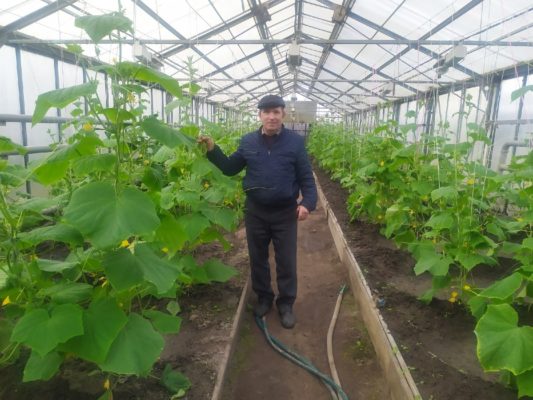 В почепских хозяйствах скоро созреет первый урожай огурцов