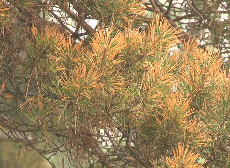 В Брянске заметили гибнущие сосны в парке «Соловьи»