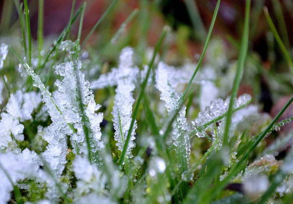 В Брянской области утром 21 мая снова ожидаются заморозки