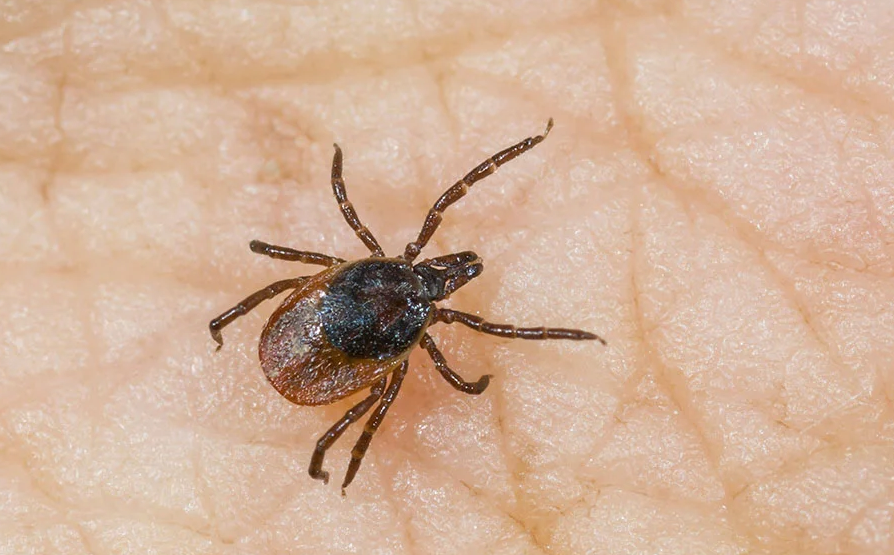 От клещей с начала года пострадали 123 брянца