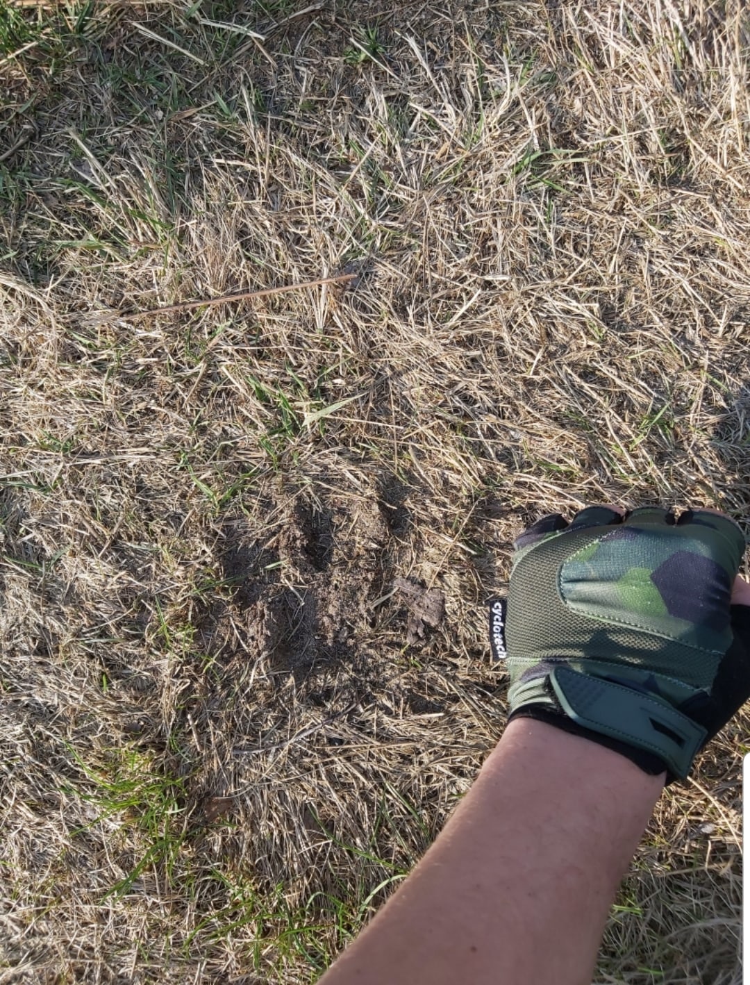 Белобережцы заметили следы медведя