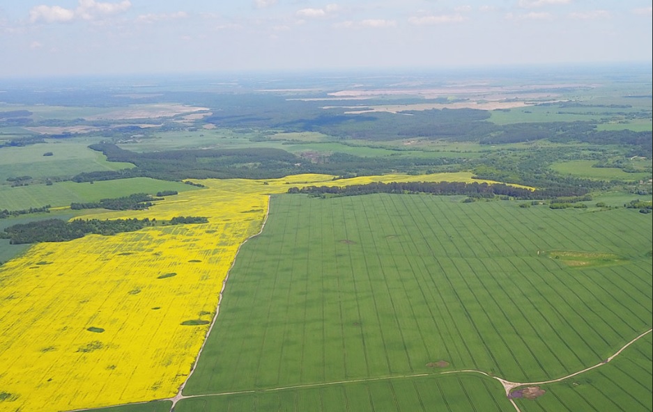 Посевная площадь сельхозкультур Брянщины составила более 918 тысяч гектаров