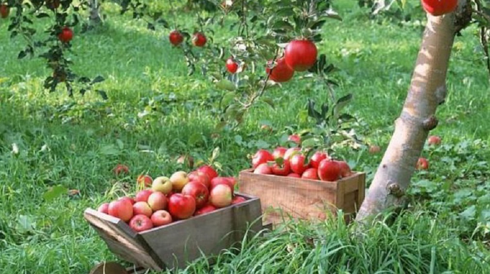 На Брянщине площадь плодово-ягодных насаждений составляет около 3 тысяч га