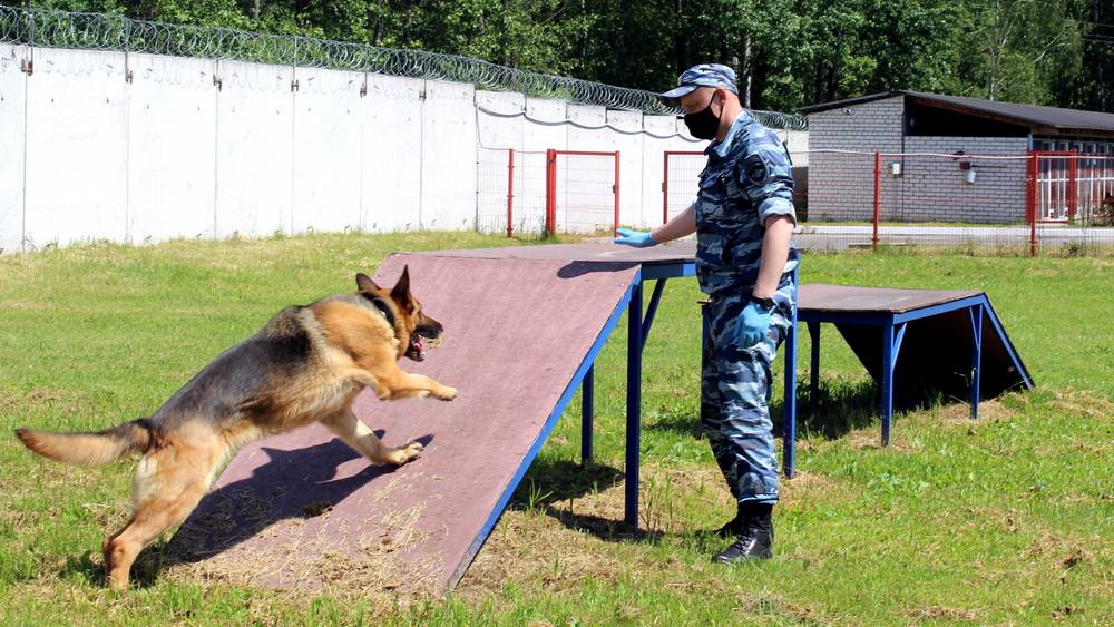 Полсотни служебных собак- надежные помощники брянской полиции