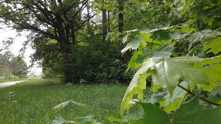 В Брянской области в понедельник будет аномальная жара