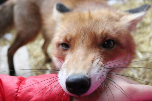 Эпизоотическая ситуация по бешенству в Брянской области