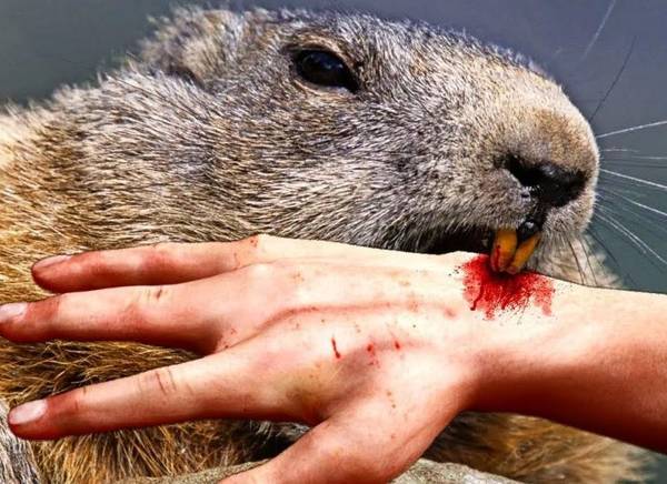 В Дятьковском районе на женщину напал бобер