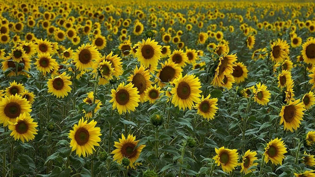 Брянщина получит из федерального бюджета около 2 млн на развитие масличных культур
