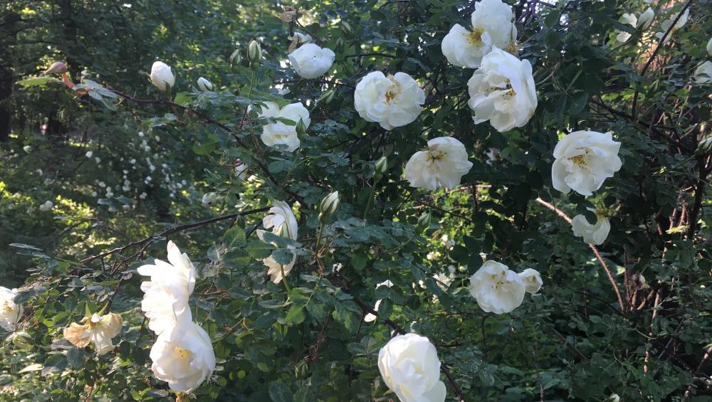 Ботанический сад представил брянцам свою гордость — фото цветущих роз