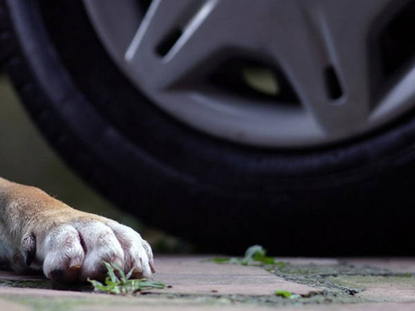 В Брянске возле гипермаркета «Линия» водитель переехал собаку