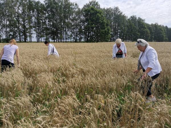 В Брянской области будет богатый урожай пшеницы в этом году
