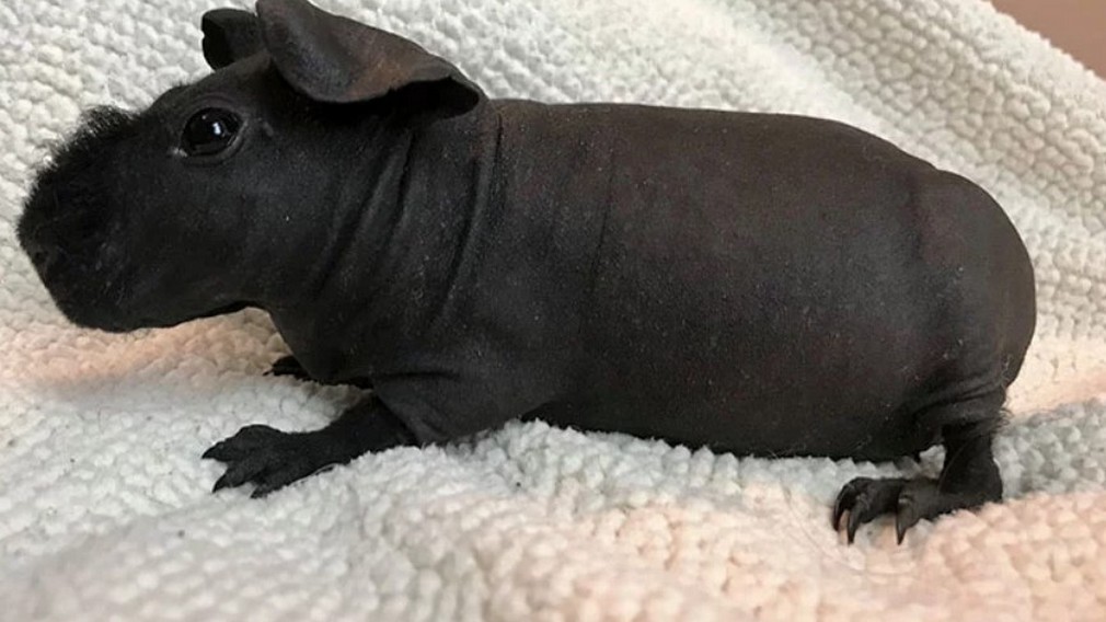 В Брянском зоопарке родилось сразу три карликовых бегемотика