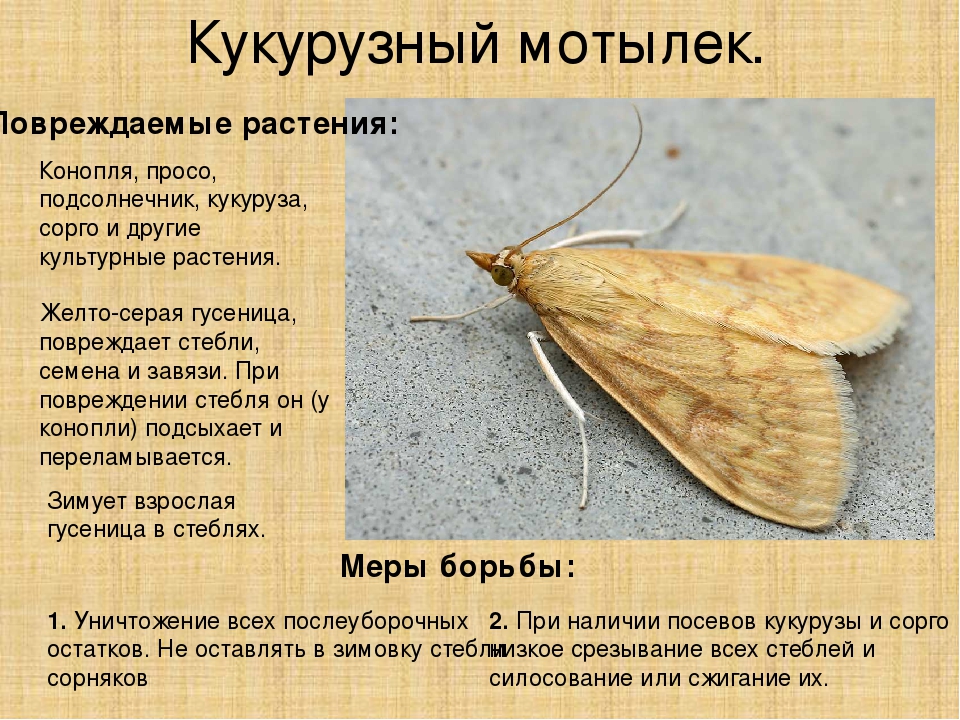 В Брянской области отмечен лет стеблевого кукурузного мотылька