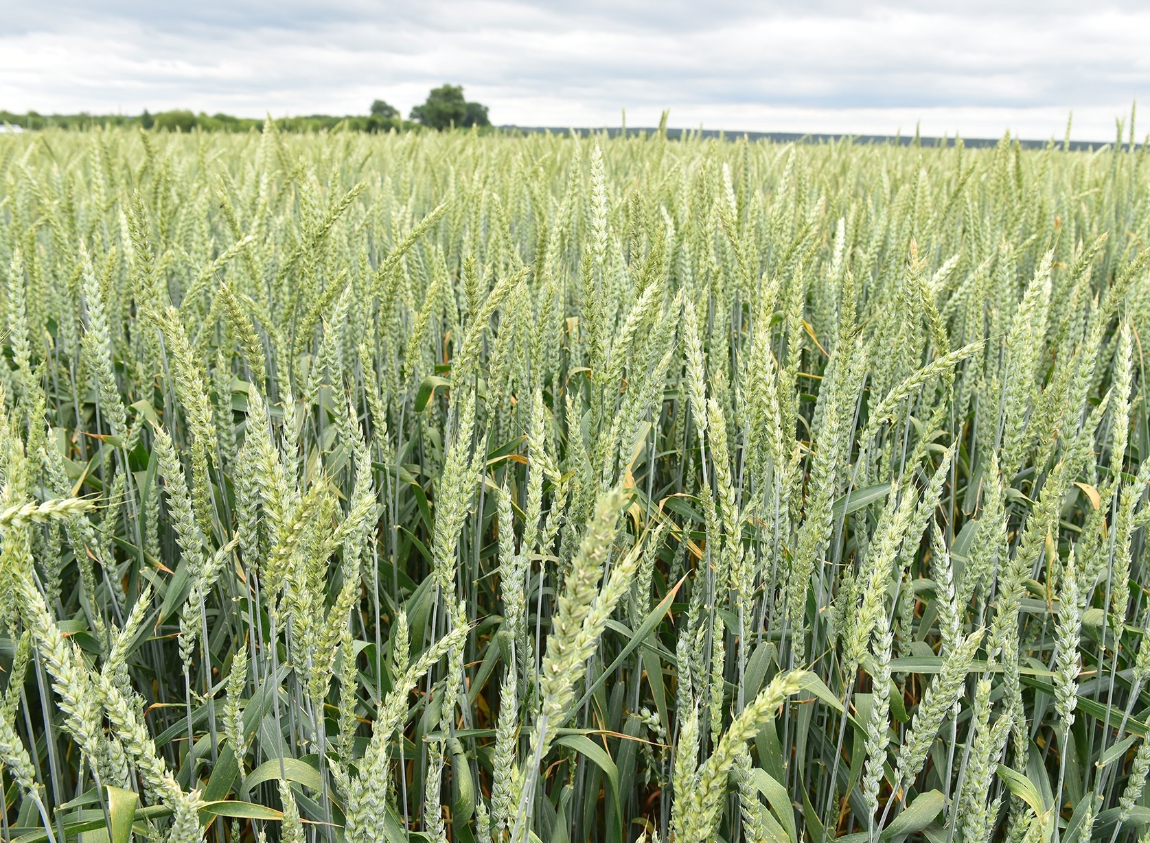 На Брянщине продолжается уборка зерновых культур, рапса и картофеля